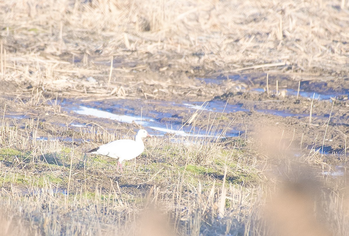 Snow Goose - McKay Olson