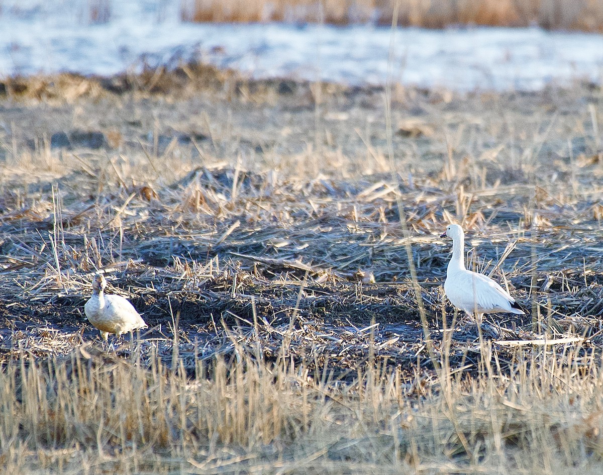 Snow Goose - ML615698203