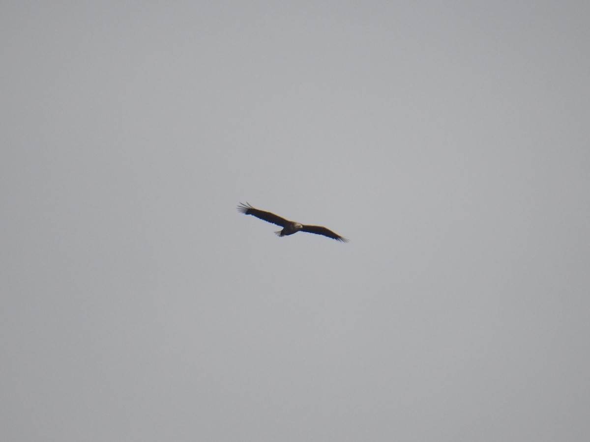 White-tailed Eagle - ML615698211