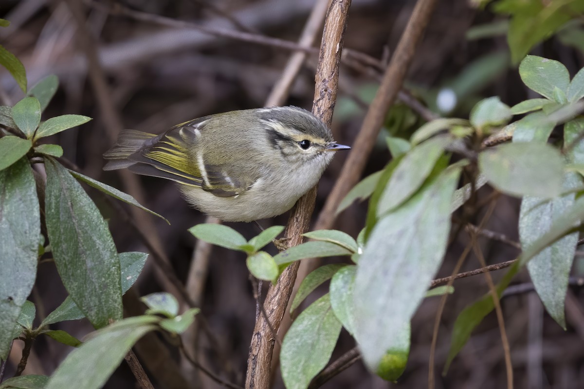 Siçuan Çıvgını - ML615698220