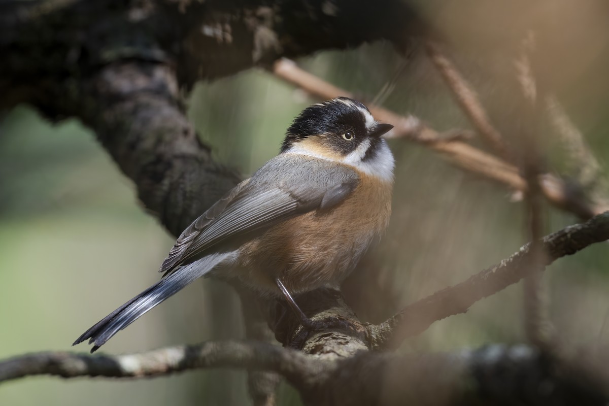 ヤマガラモドキ（bonvaloti／obscuratus） - ML615698223