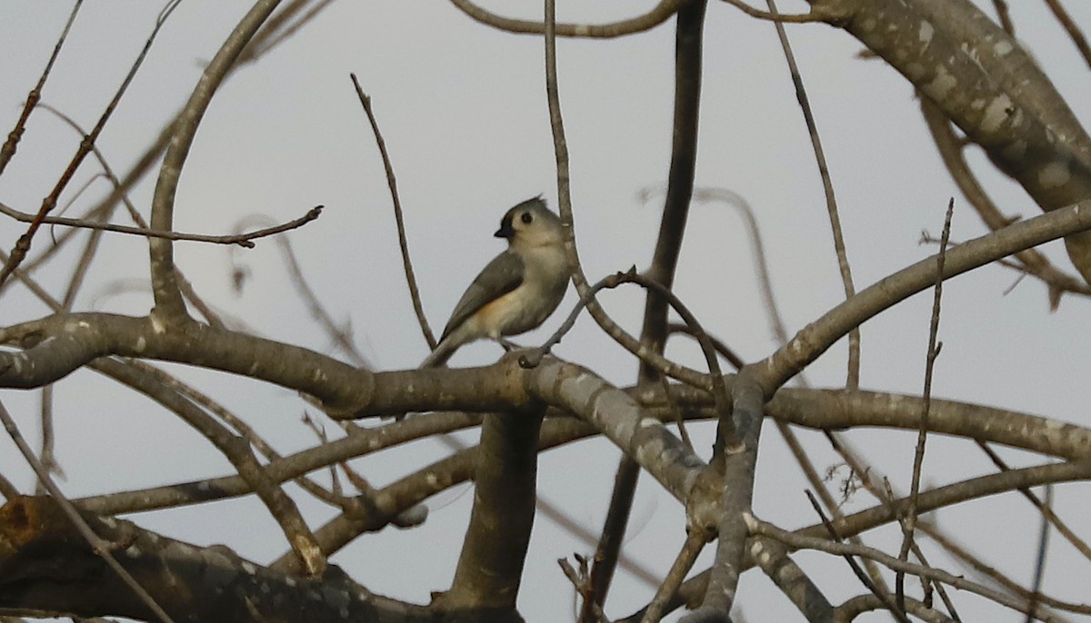 Tufted Titmouse - Pat Glessner