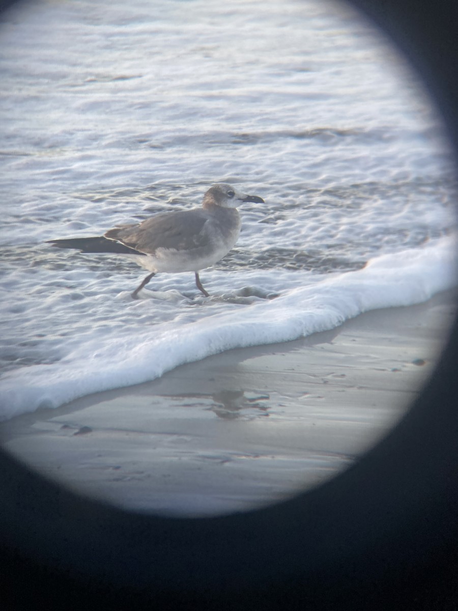 Laughing Gull - ML615698237