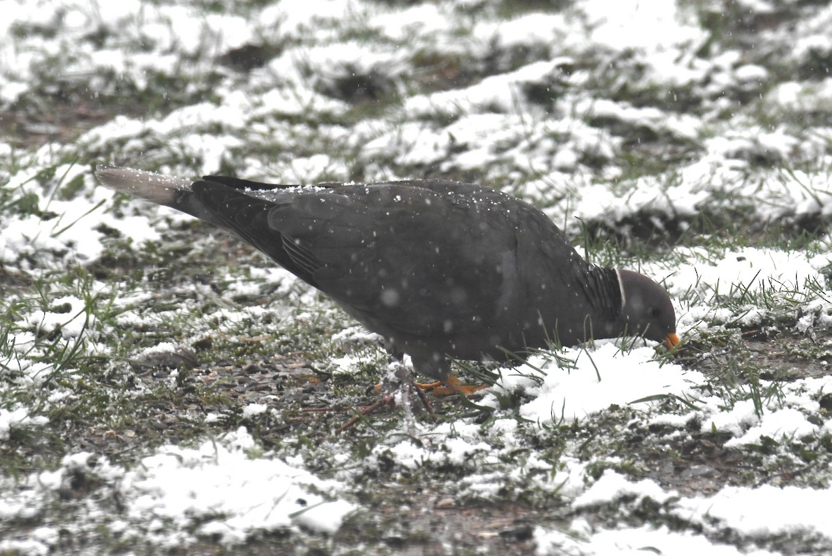 Band-tailed Pigeon - ML615698239