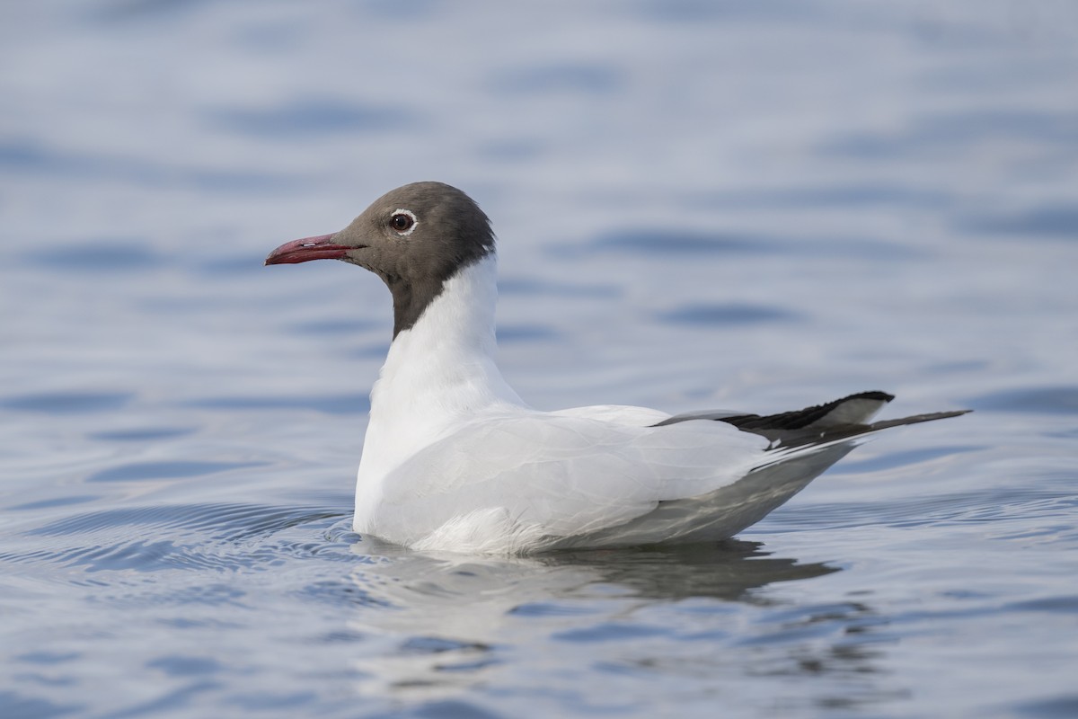 Black-headed Gull - ML615698255