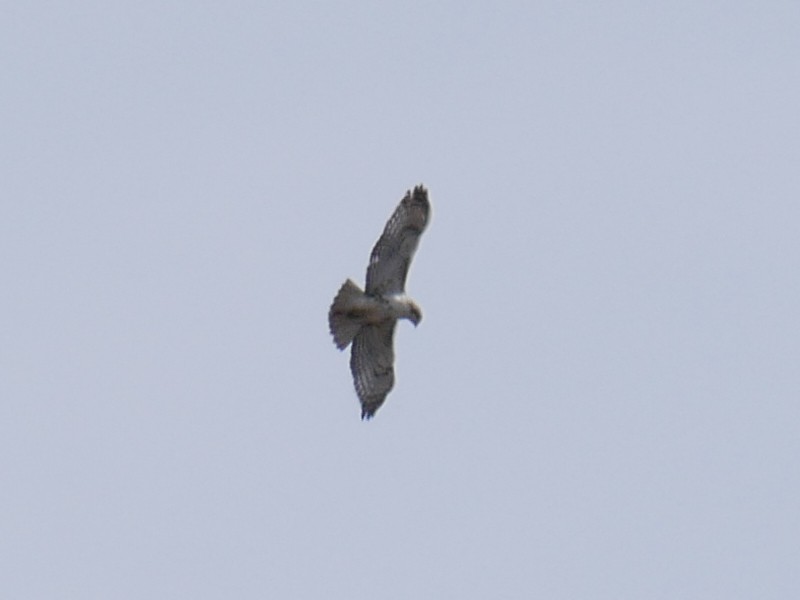 Red-tailed Hawk - ML615698258