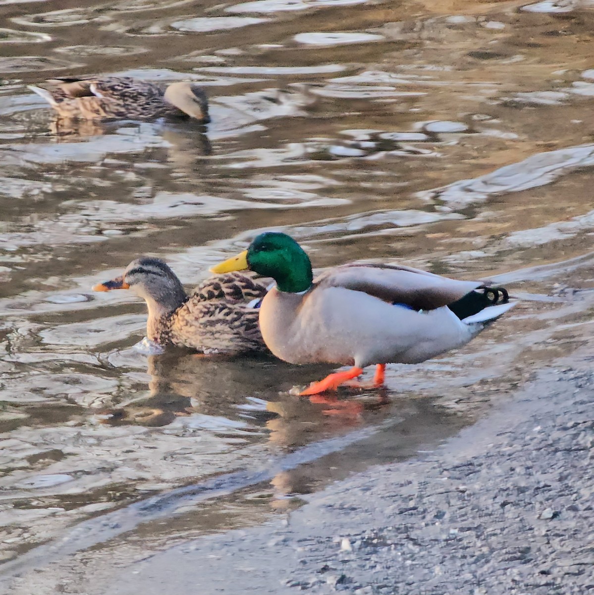 Mallard - ML615698287