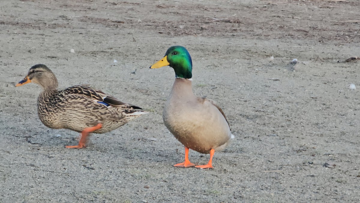 Mallard - ML615698288