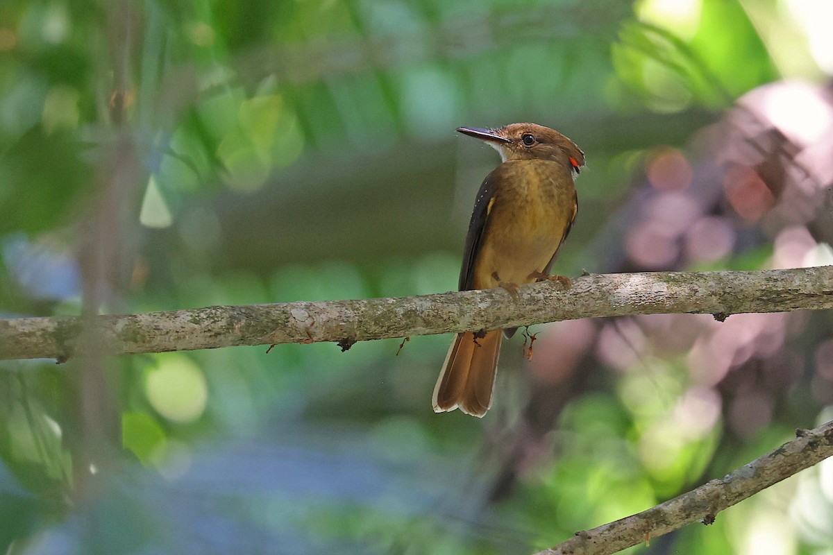 Tropical Royal Flycatcher (Northern) - ML615698308