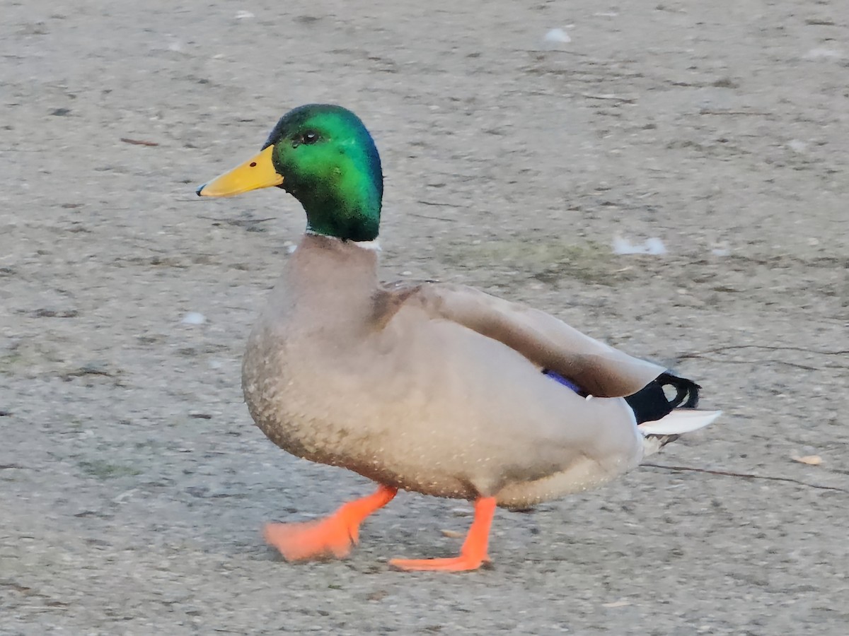 Mallard - ML615698333