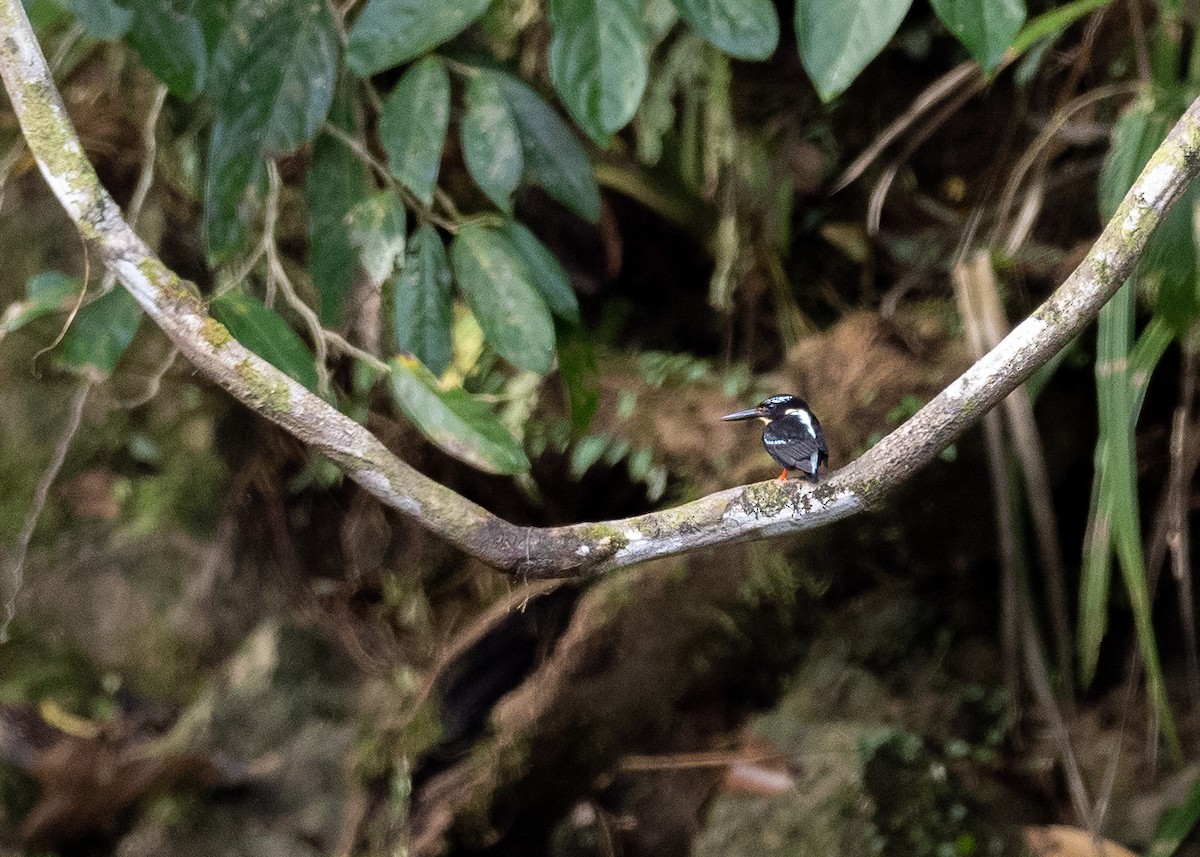 Northern Silvery-Kingfisher - ML615698335