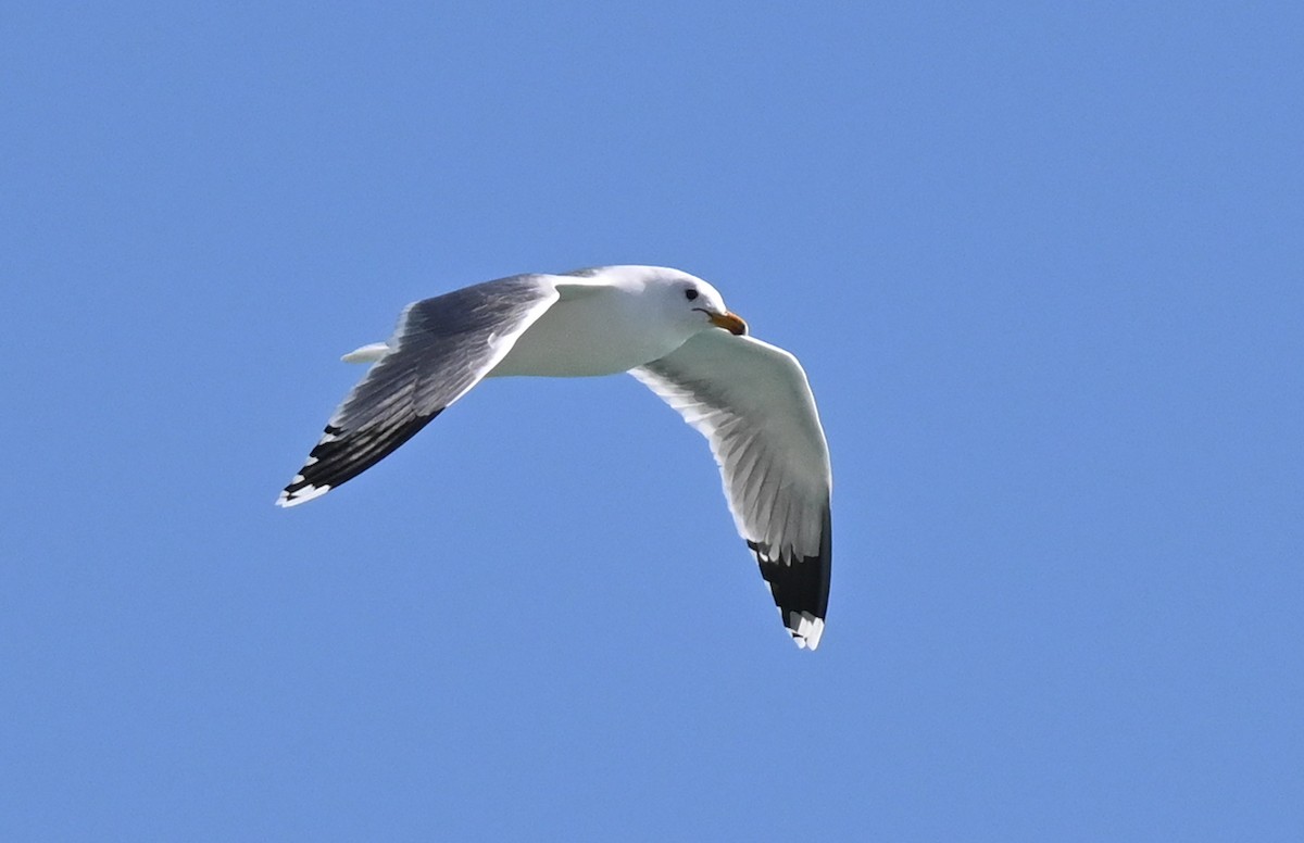 California Gull - ML615698343