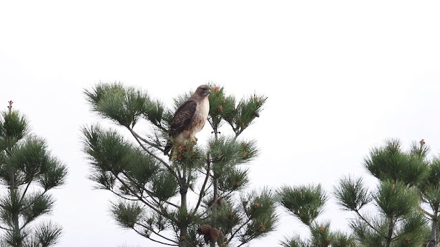 Red-tailed Hawk (calurus/alascensis) - ML615698362