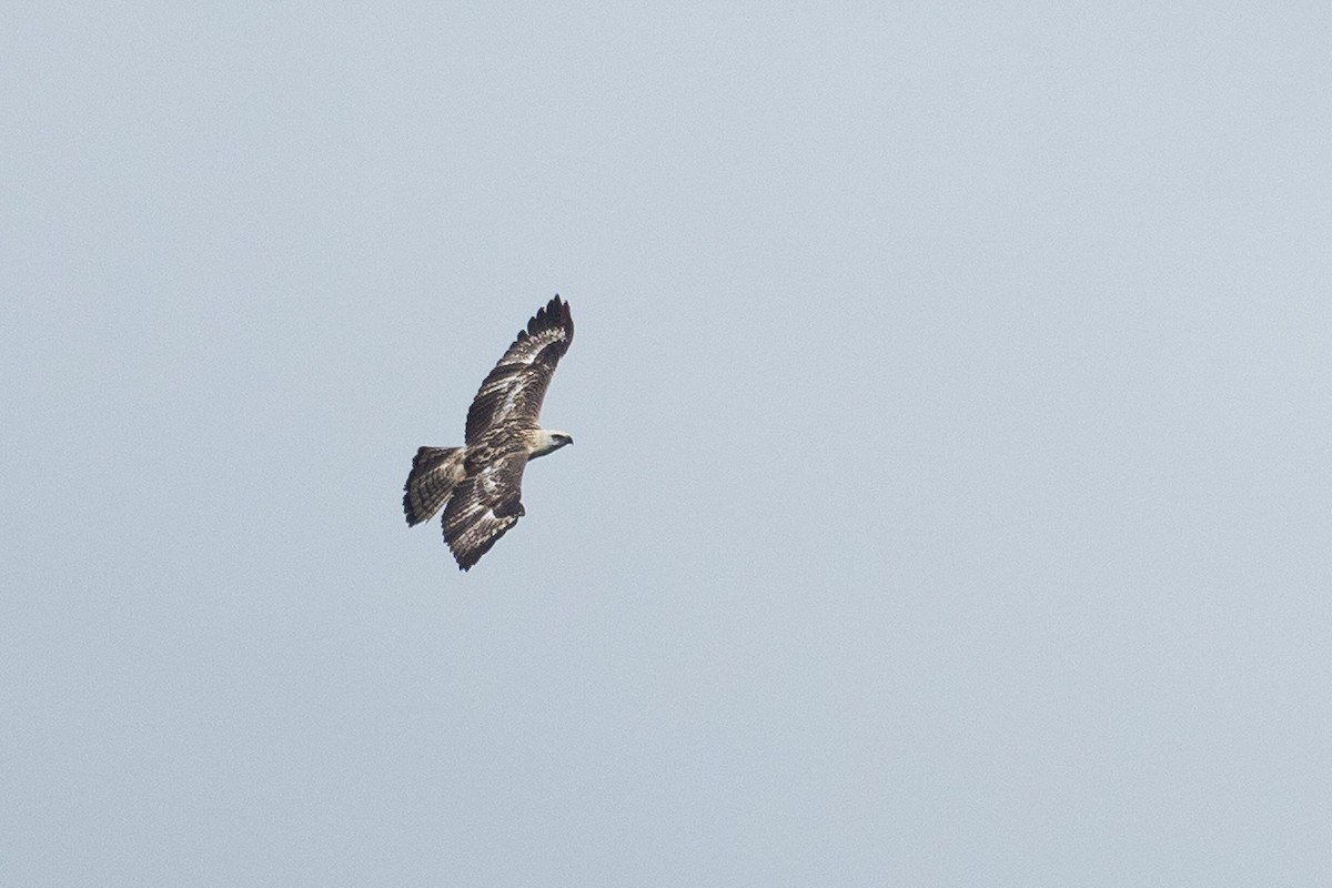 Pinsker's Hawk-Eagle - ML615698383