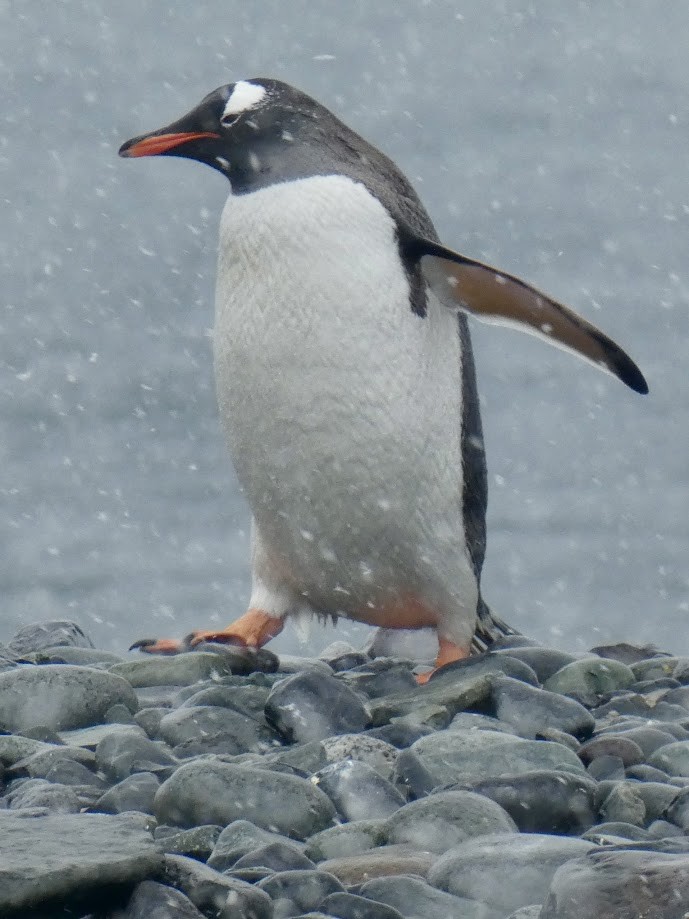 Gentoo Penguin - Tahira Probst