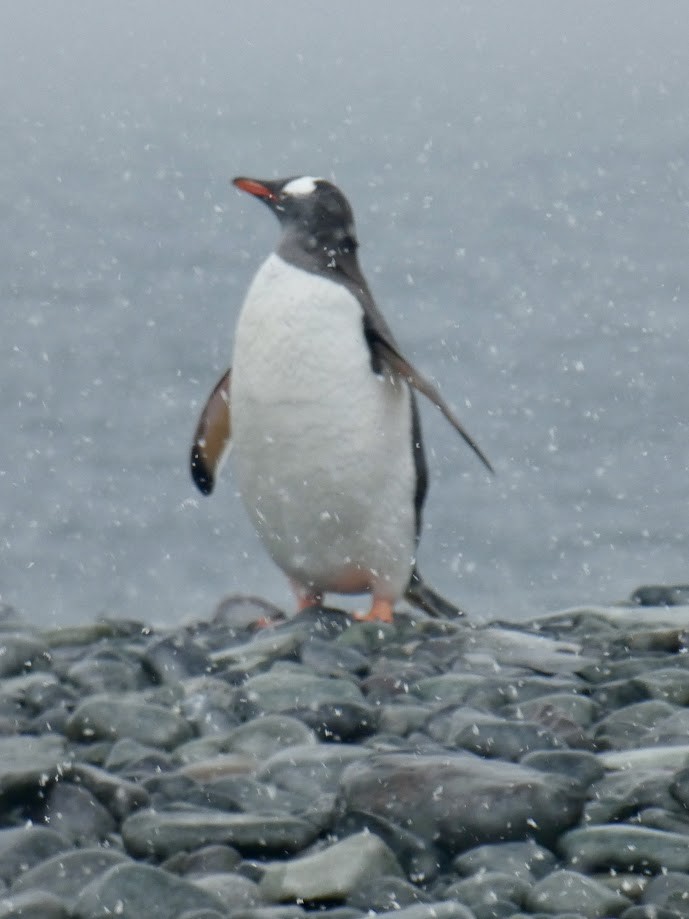 Gentoo Penguin - Tahira Probst