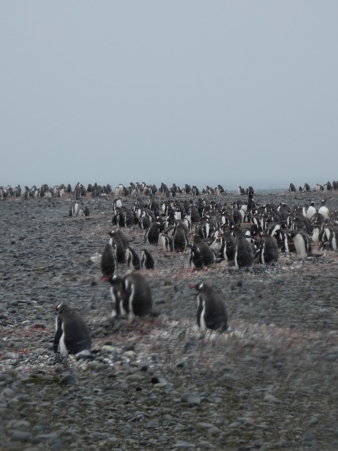 tučňák oslí - ML615698394