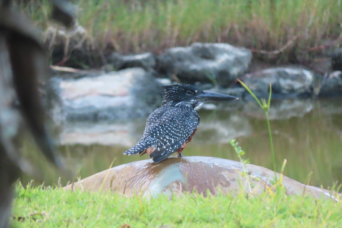 Giant Kingfisher - ML615698418