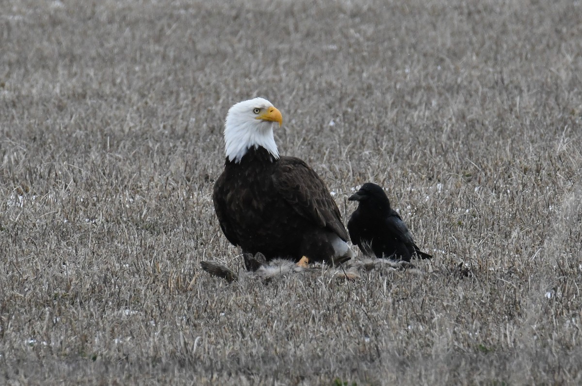 Bald Eagle - ML615698427