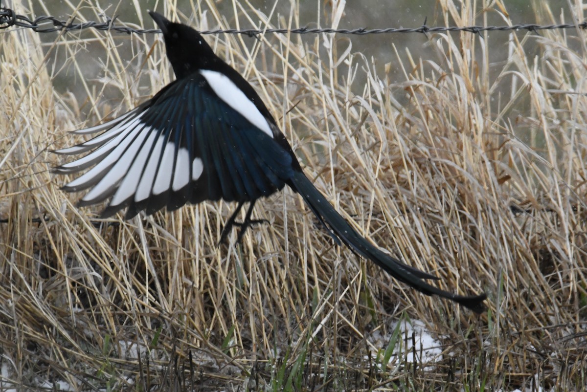 Black-billed Magpie - ML615698432