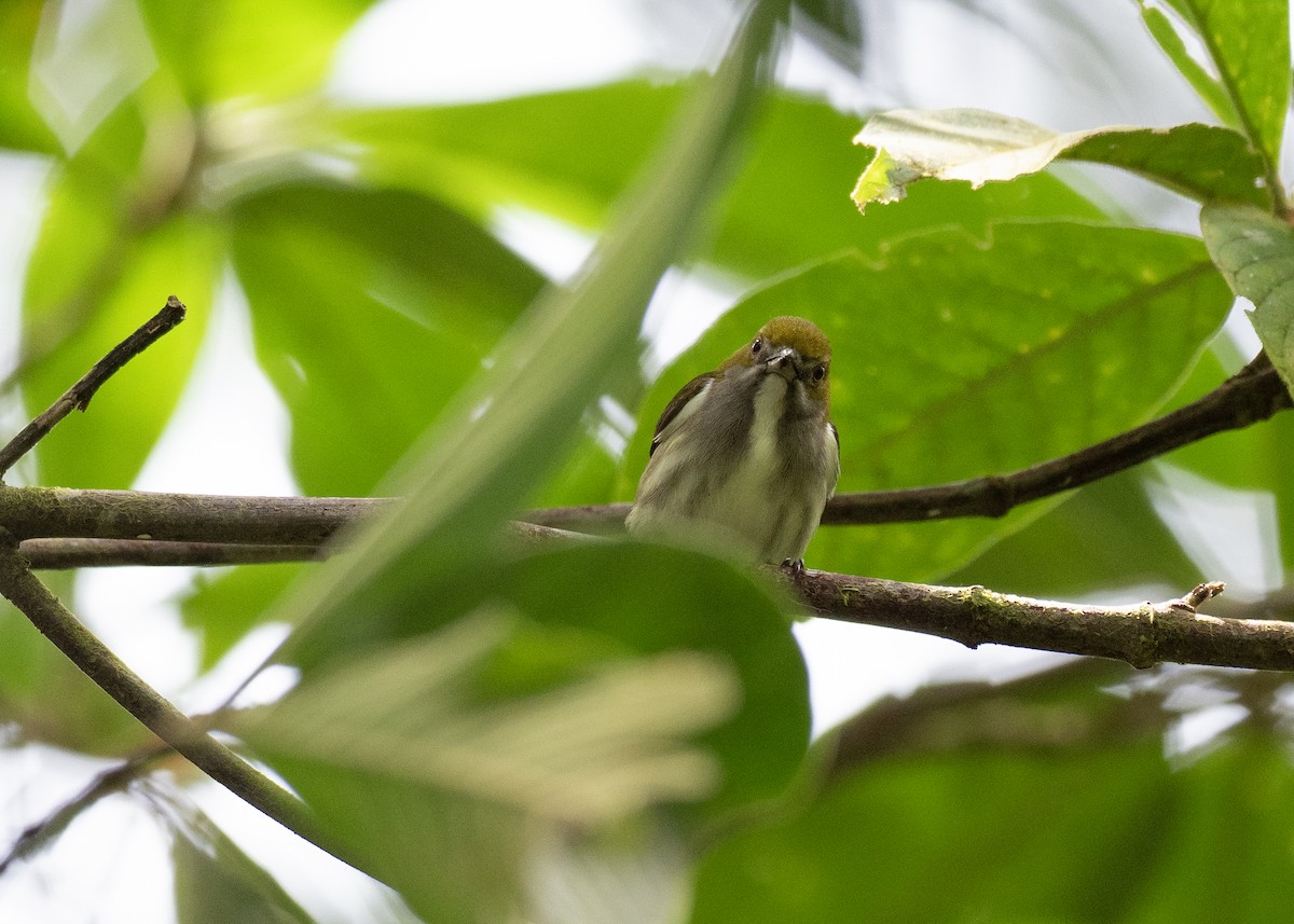 Olive-backed Flowerpecker - ML615698440