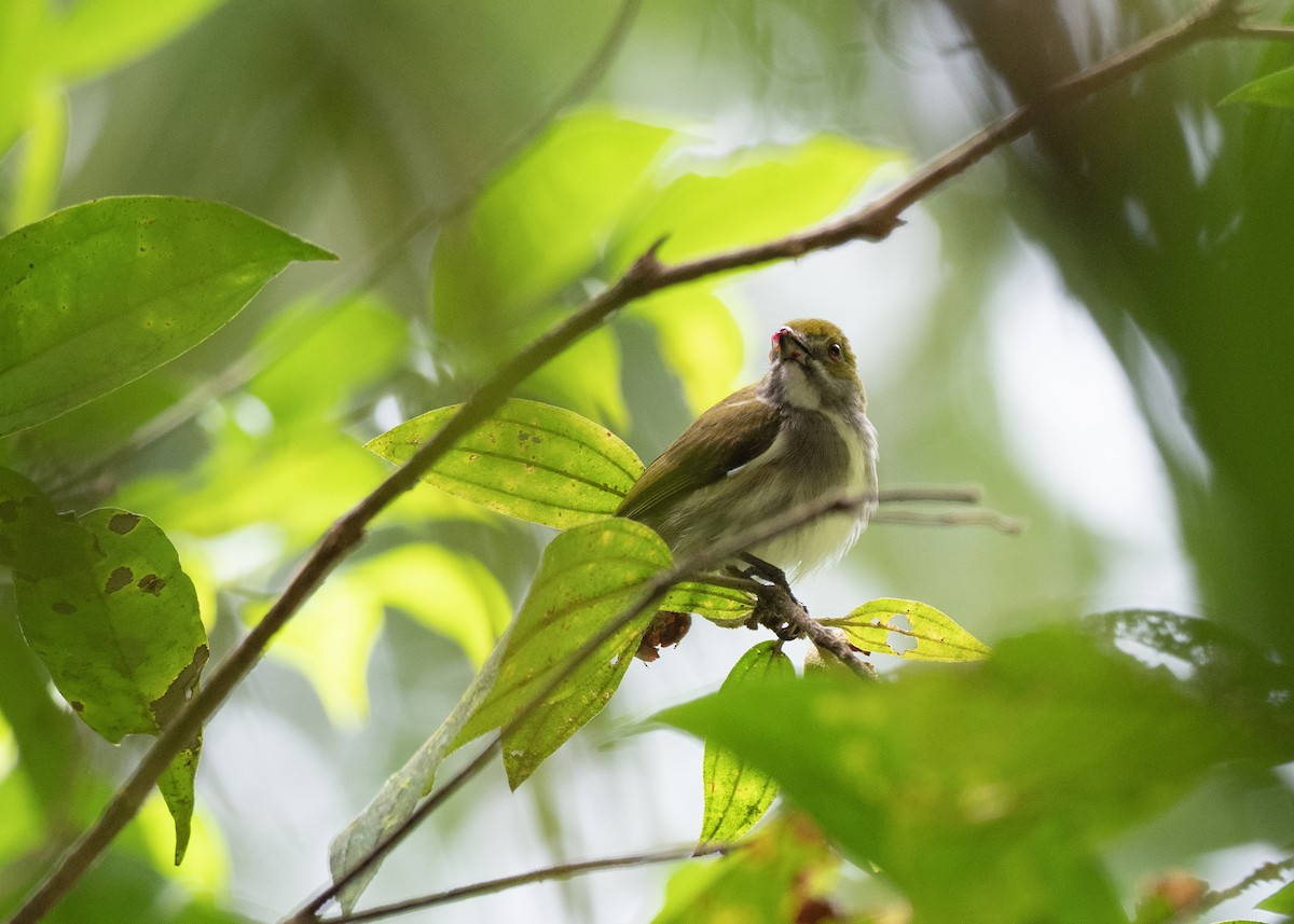 Olive-backed Flowerpecker - ML615698441