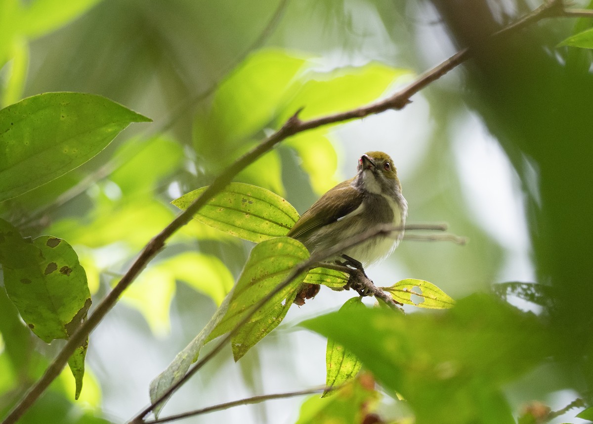 Olive-backed Flowerpecker - ML615698442