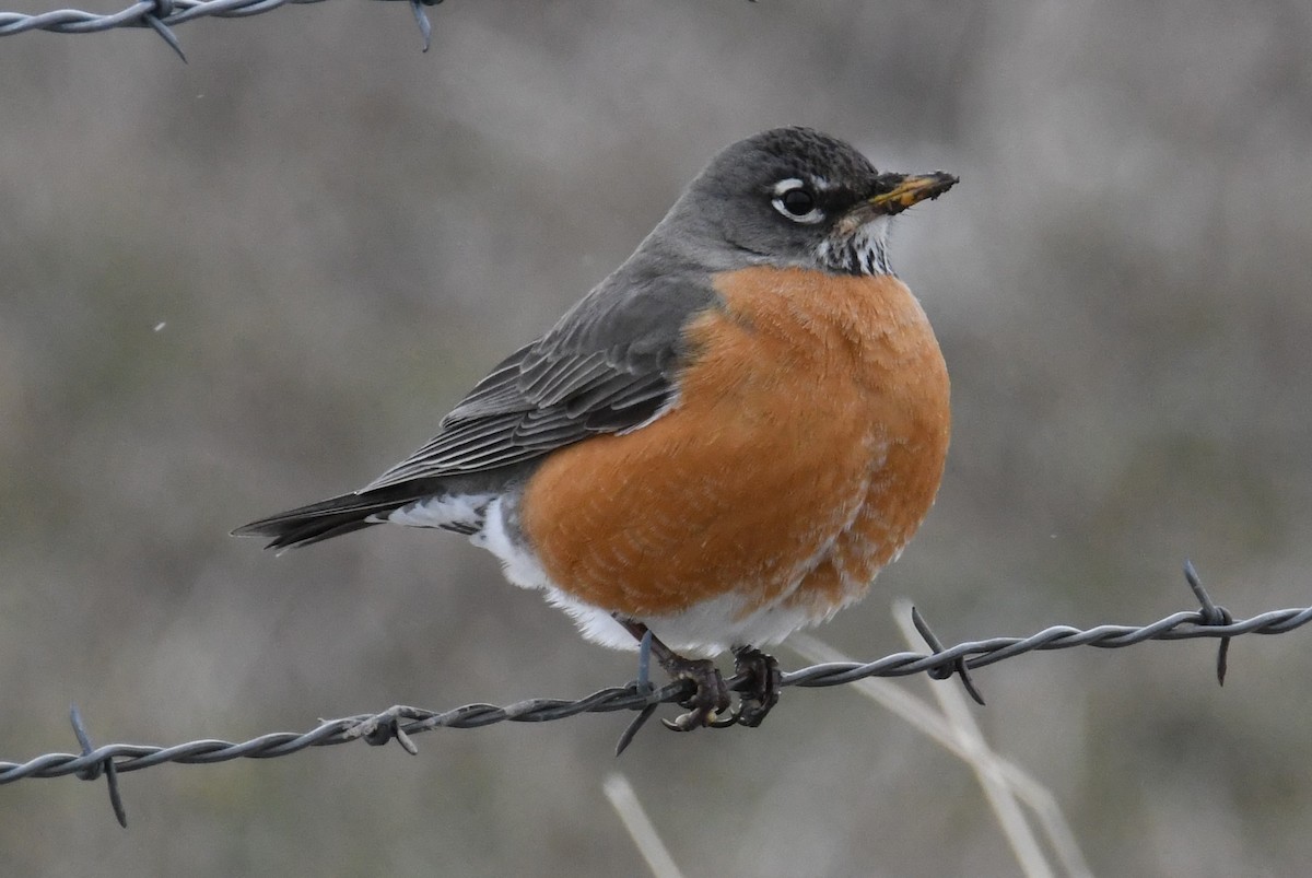 American Robin - Colin Dillingham