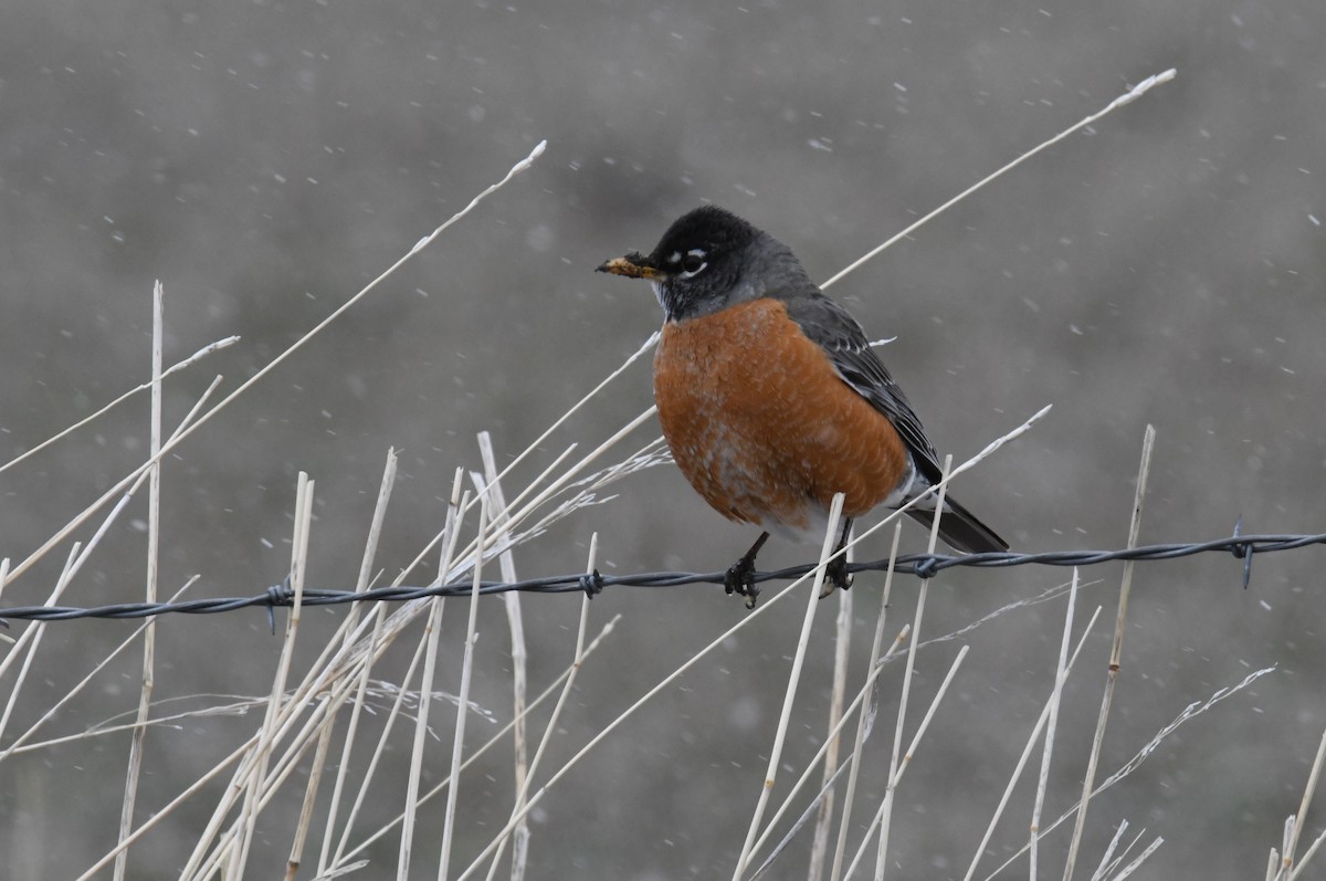 American Robin - ML615698455