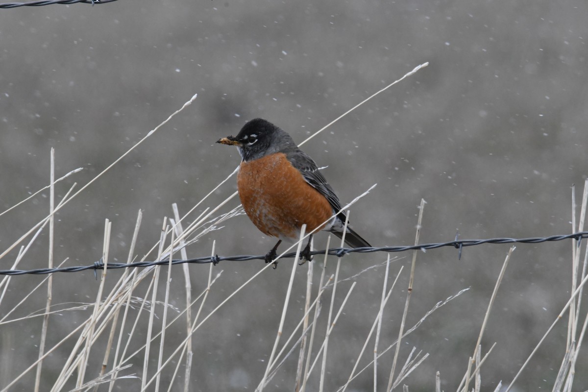 American Robin - ML615698456