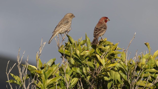 House Finch - ML615698474