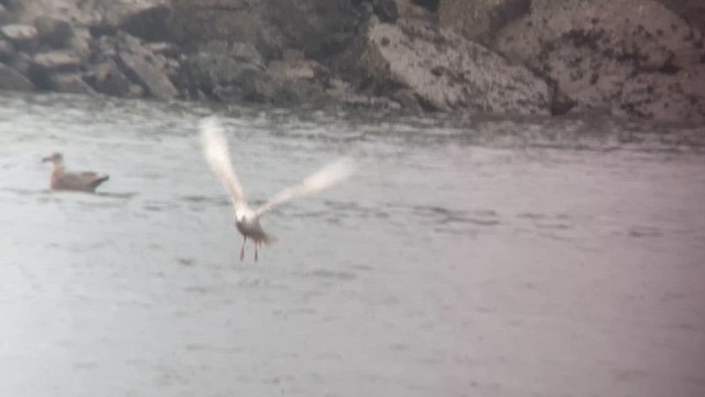 polarmåke - ML615698479