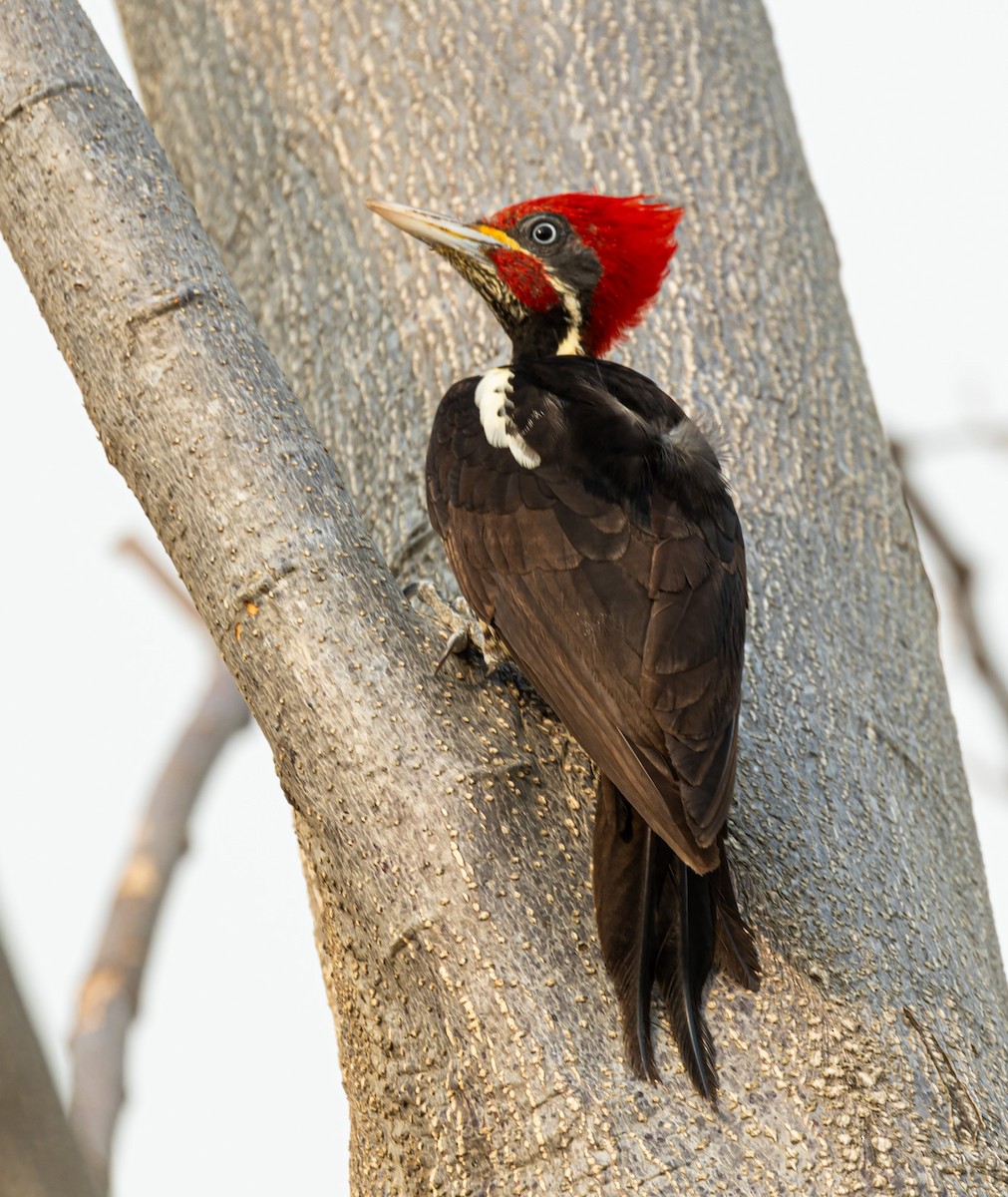 Lineated Woodpecker (Lineated) - Xavier Munoz Neblina Forest.
