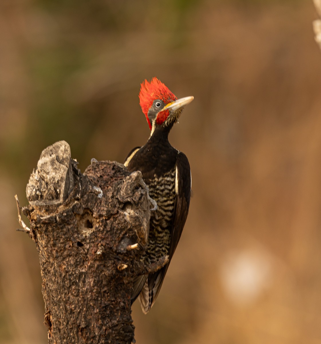 Lineated Woodpecker (Lineated) - Xavier Munoz