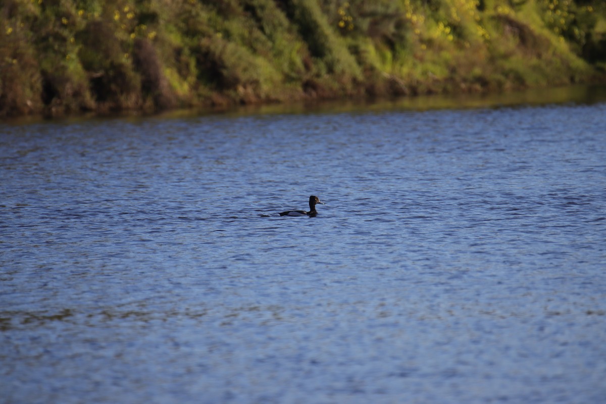 Ring-necked Duck x scaup sp. (hybrid) - ML615698484