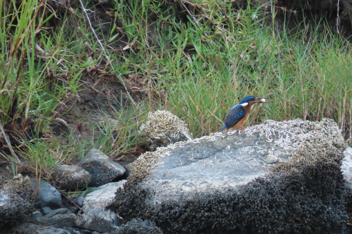 Malachite Kingfisher - ML615698487