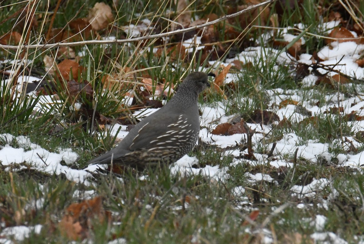 California Quail - ML615698501