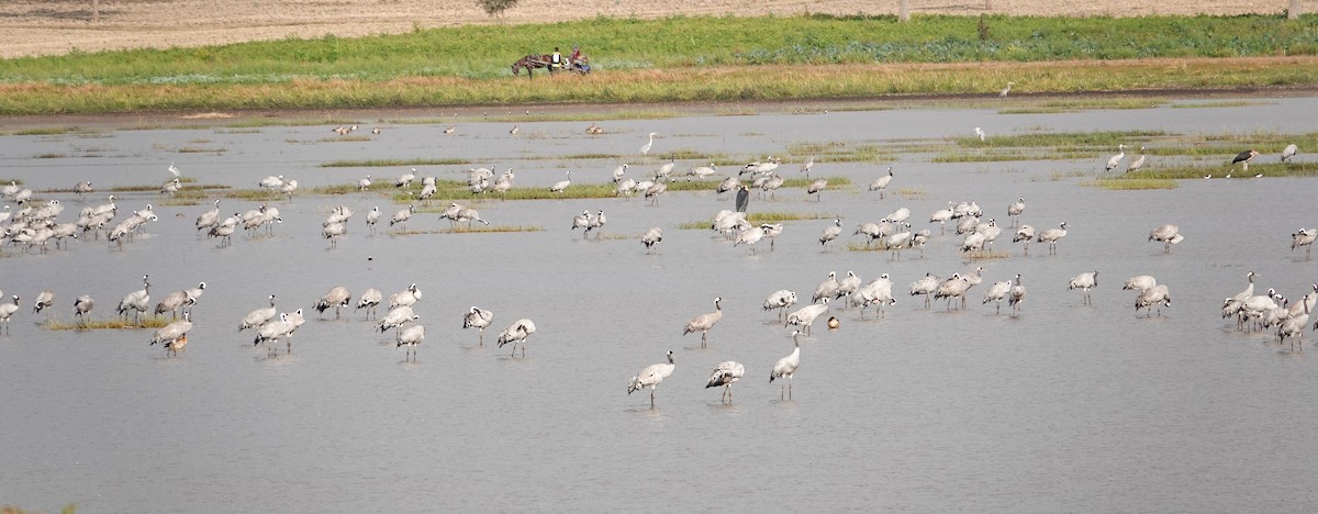 Common Crane - ML615698521