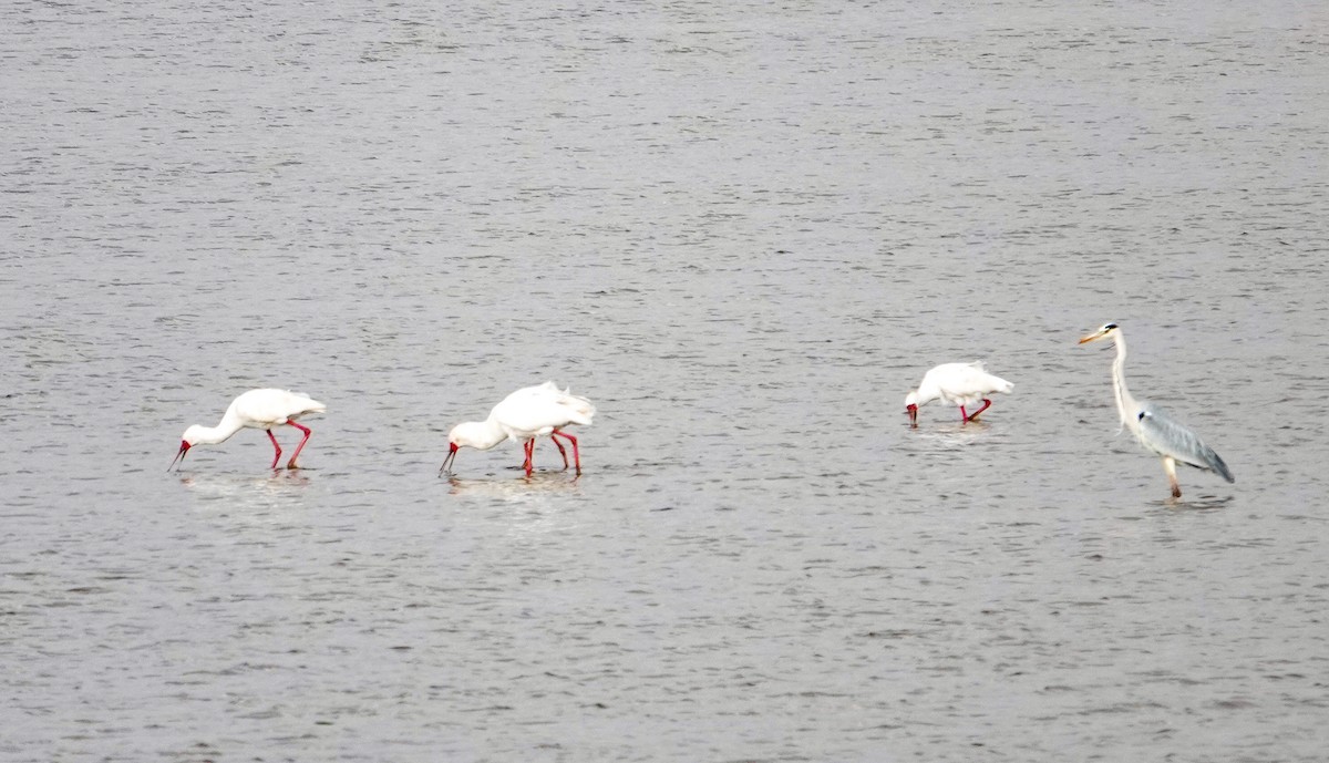 African Spoonbill - ML615698528