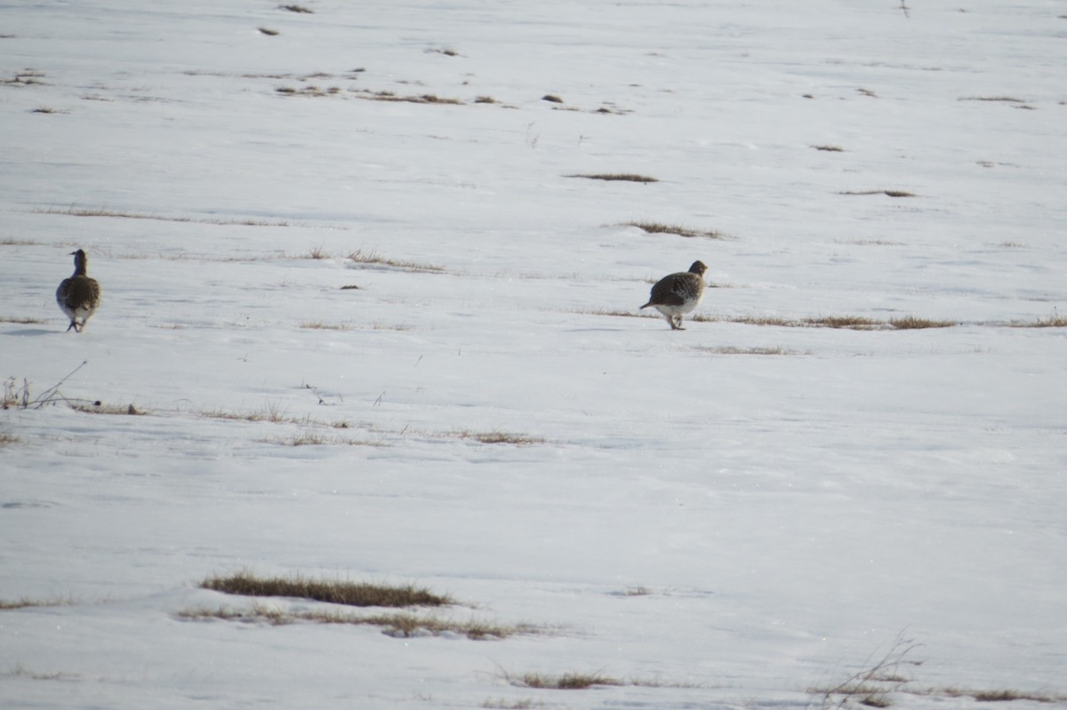 Sharp-tailed Grouse - ML615698529