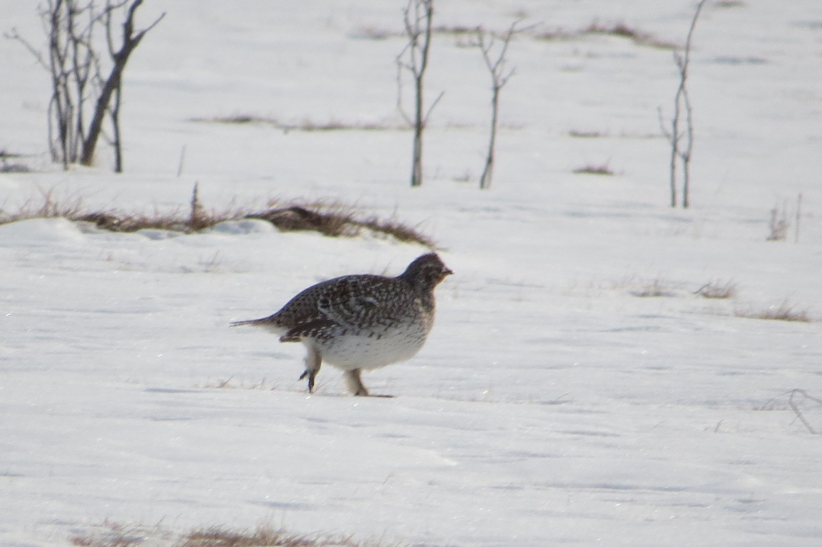 Sharp-tailed Grouse - ML615698532