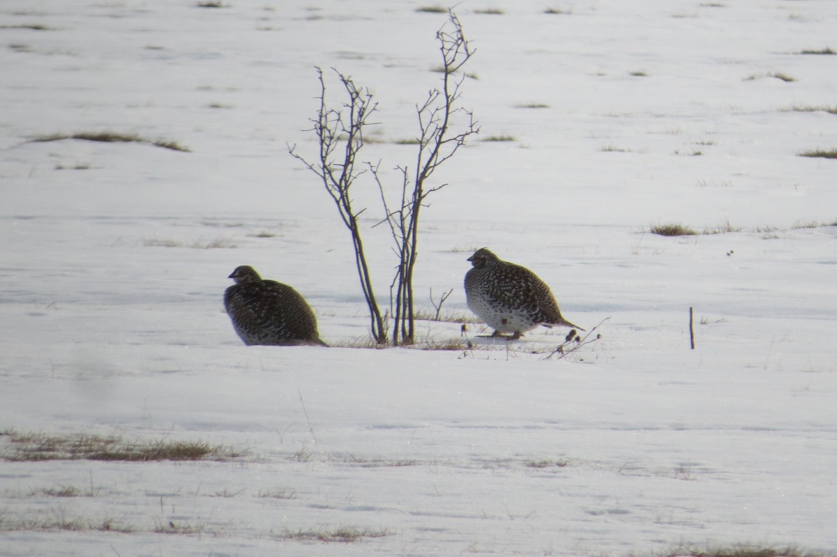 Sharp-tailed Grouse - ML615698539