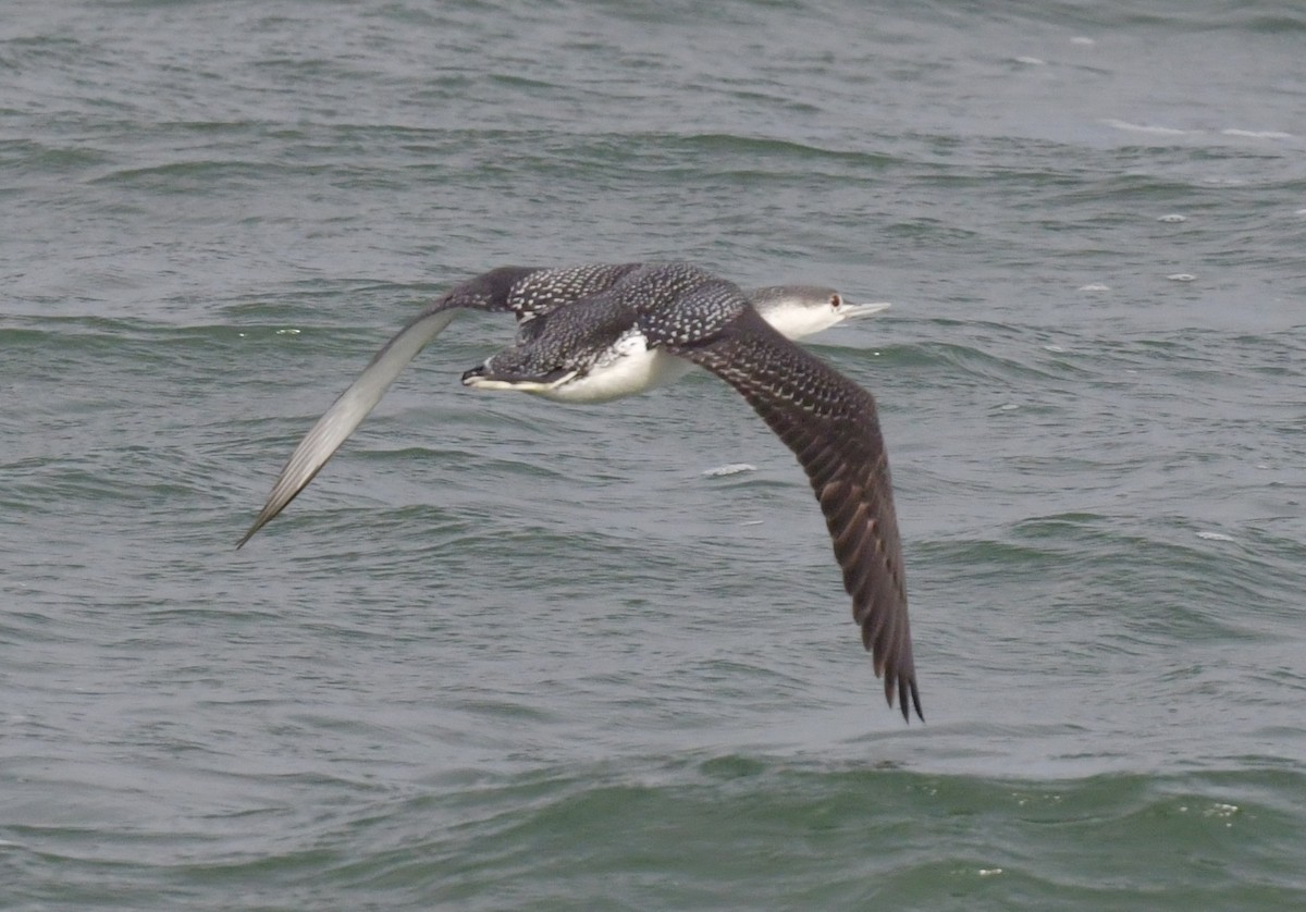 Red-throated Loon - ML615698548