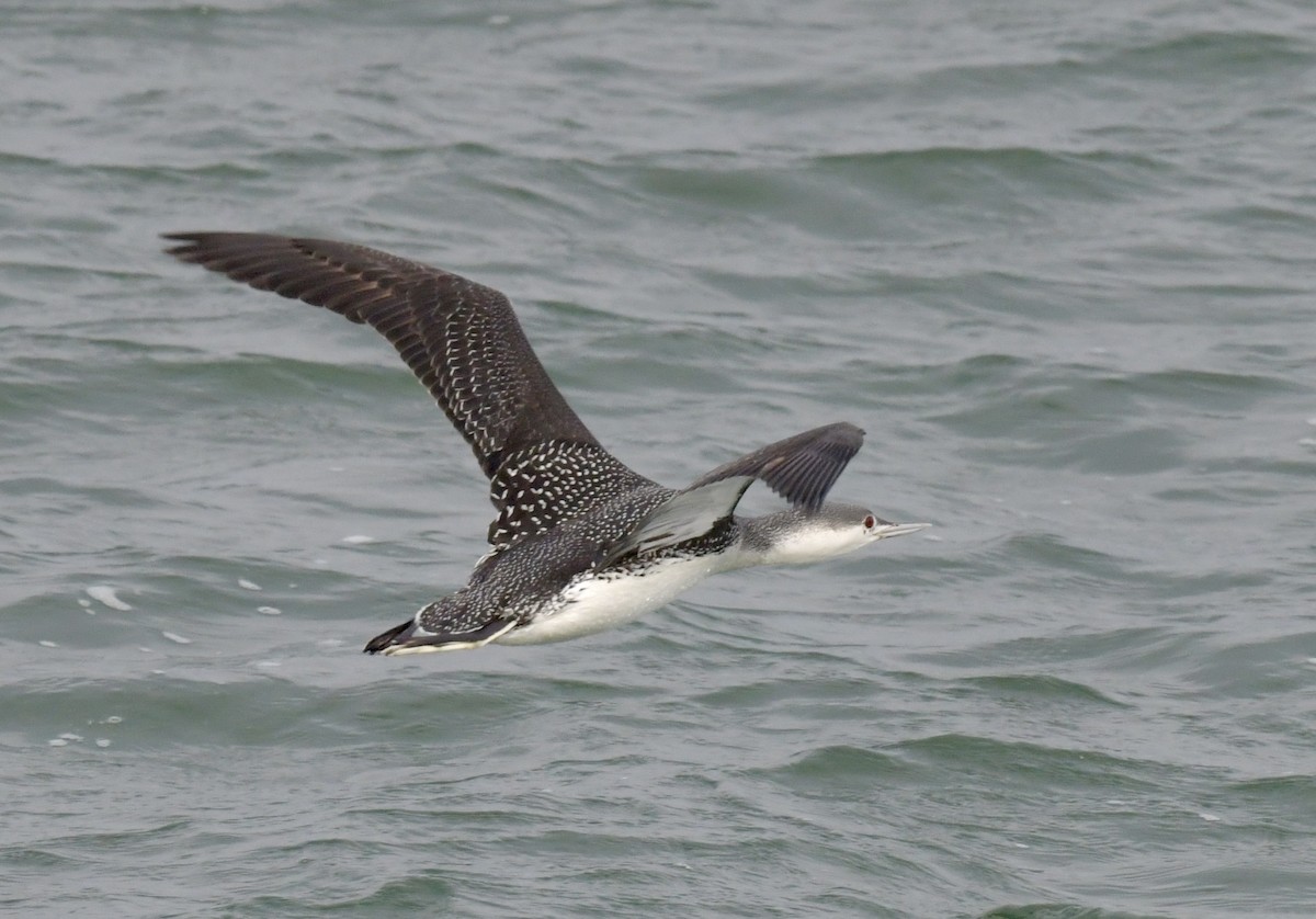 Red-throated Loon - ML615698550