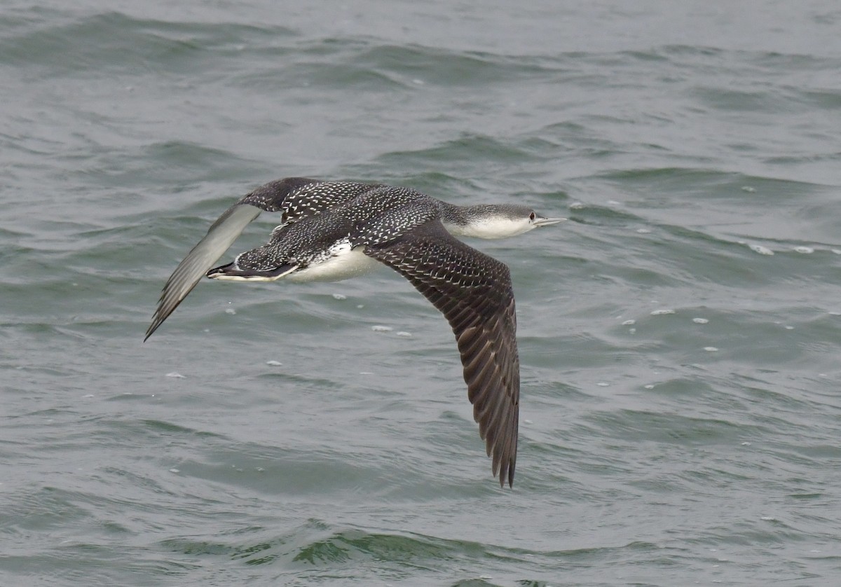 Red-throated Loon - ML615698551