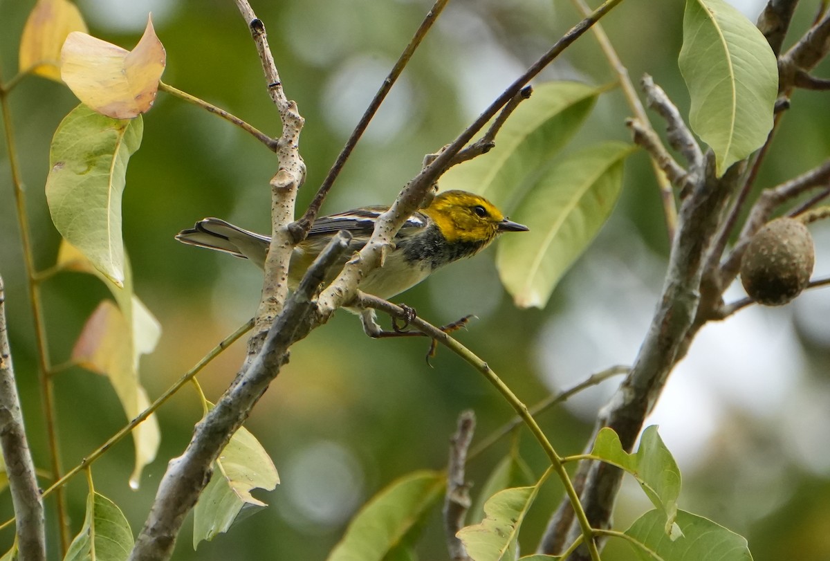 Black-throated Green Warbler - Jack Maynard