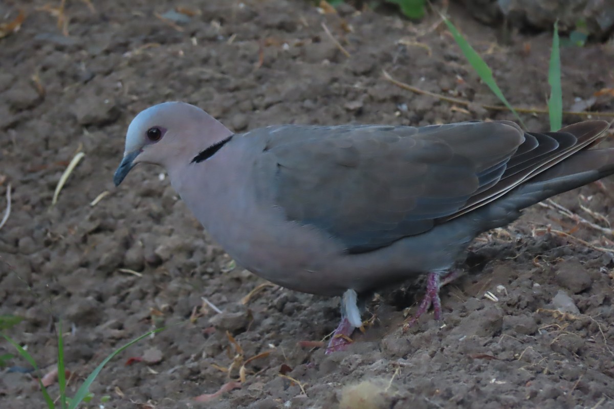 Red-eyed Dove - ML615698591