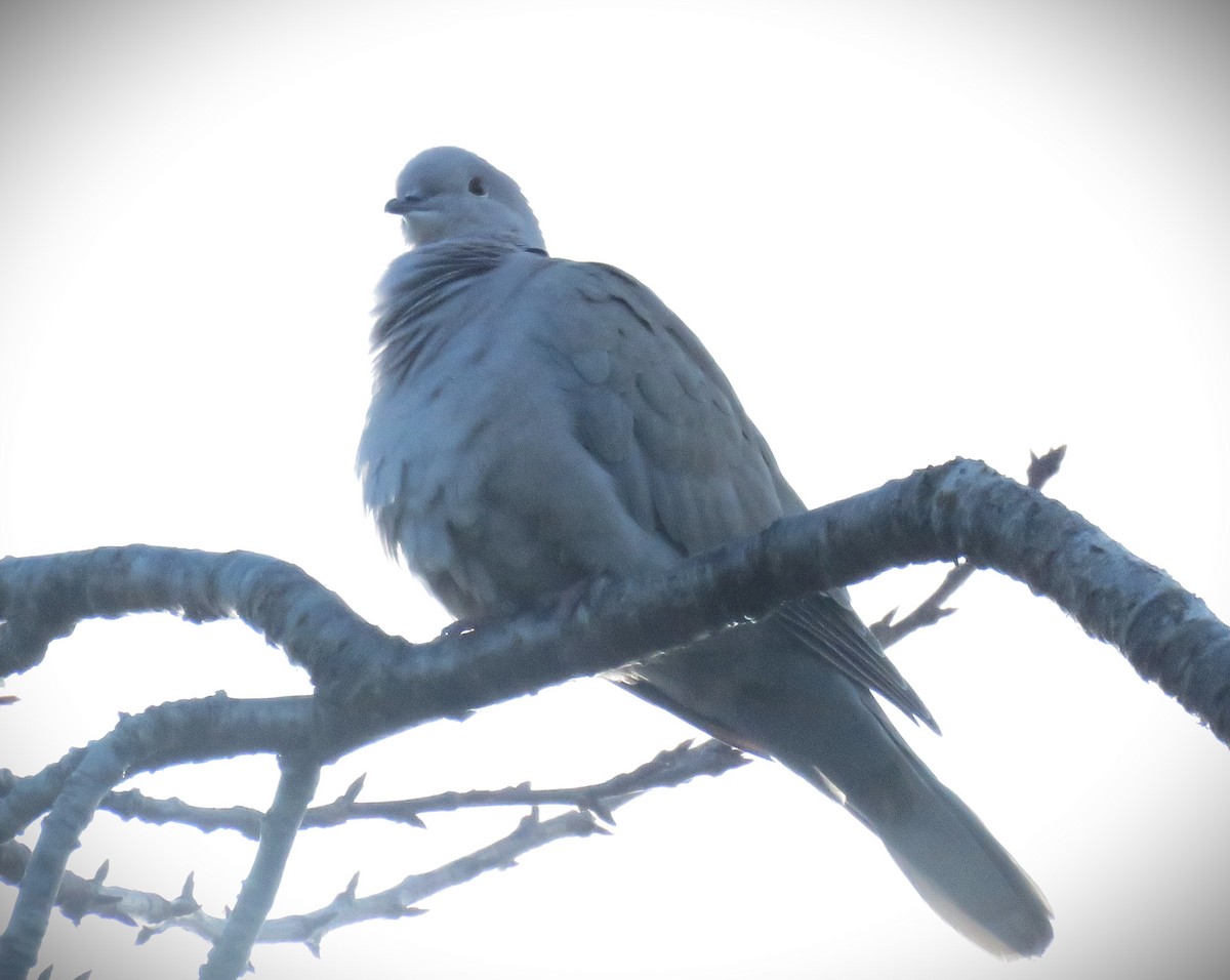 Eurasian Collared-Dove - ML615698594