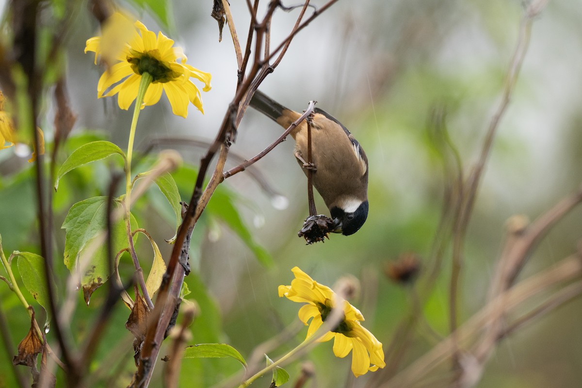 White-cheeked Bullfinch - ML615698598