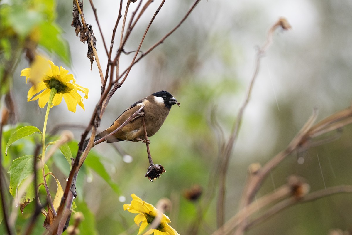 White-cheeked Bullfinch - Doug Whitman